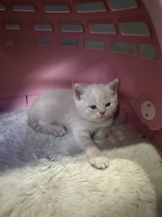 Котята Британский фолд