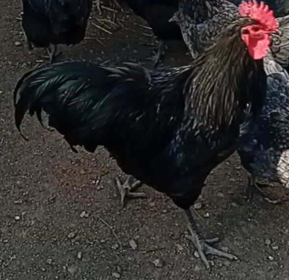 Pui de gaina australorp  de la gainile din imagine.