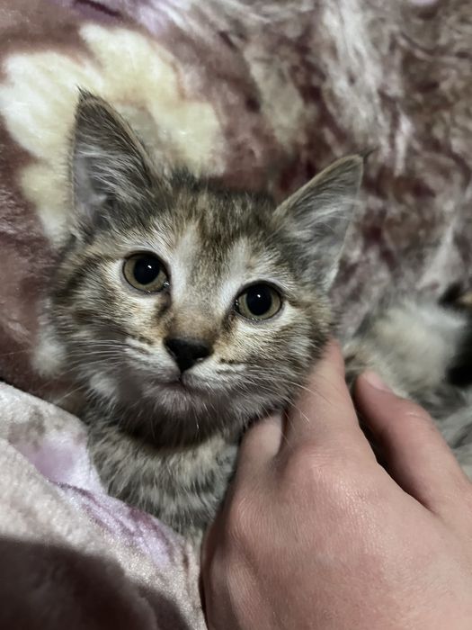 Отдаю котёнка  в добрые руки