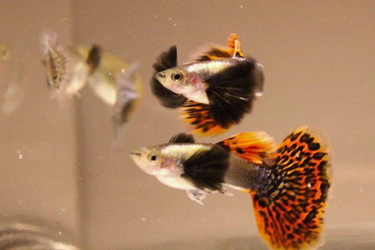 Гуппи Дамбо Мозаика