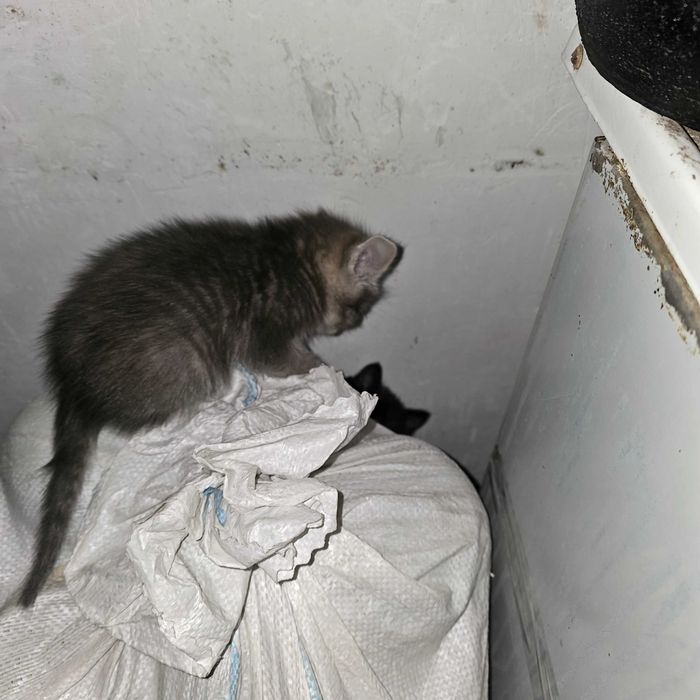 Отдам котят,  помесь турецкой ангоры