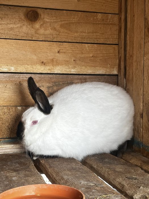 vand iepurita californian si iepurita urias german