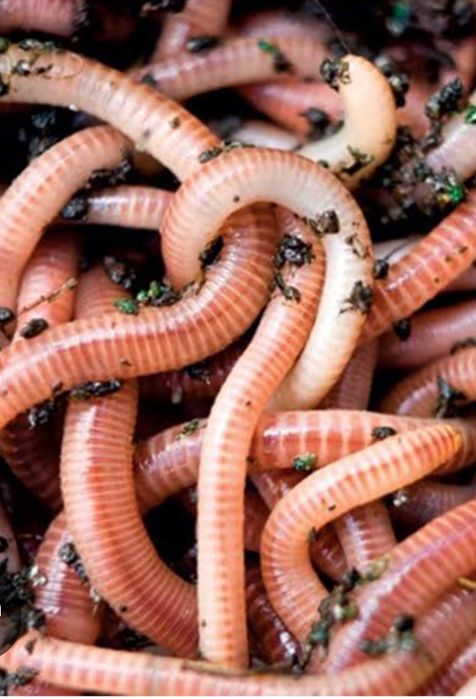 Красные навозные черви.