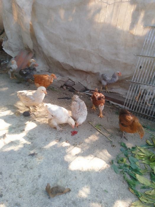 Pui de găină de țară
