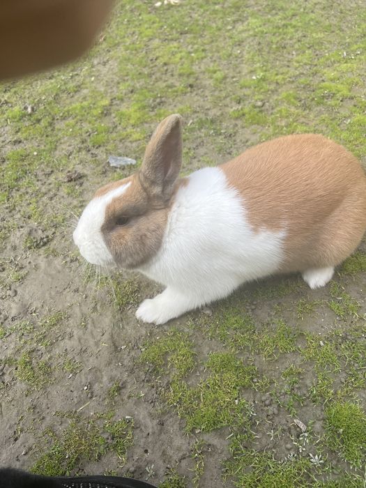 Кролик Голадский,породистый