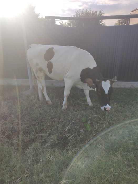 продается корова 1 год