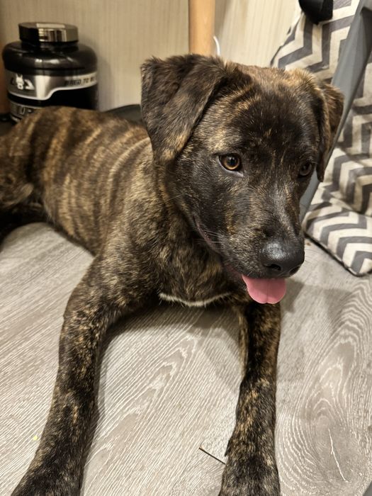 Бесплатно собака