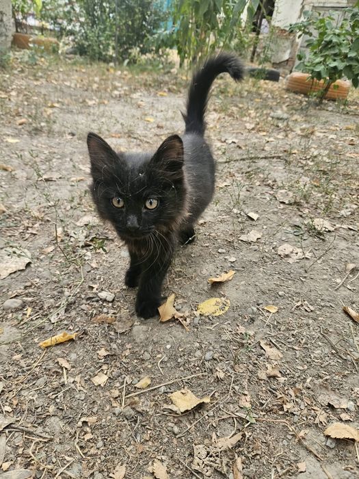 Отдам котят в хорошие руки