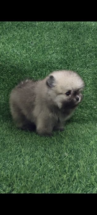 Мини девочка крем соболь