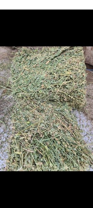 Baloți  mici dreptunghiulari de lucerna