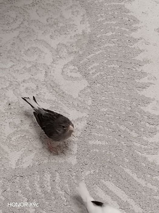 Продам конорейку