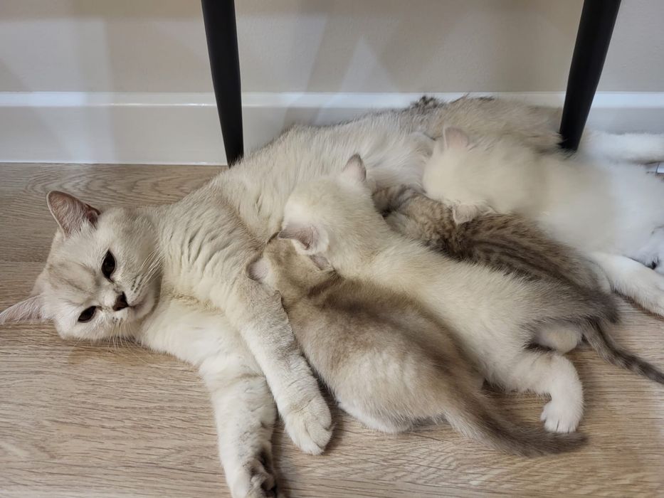 Котенок продается