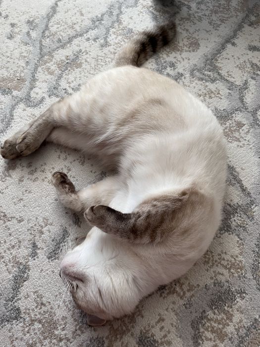 Продам кошку скоттиш-страйт