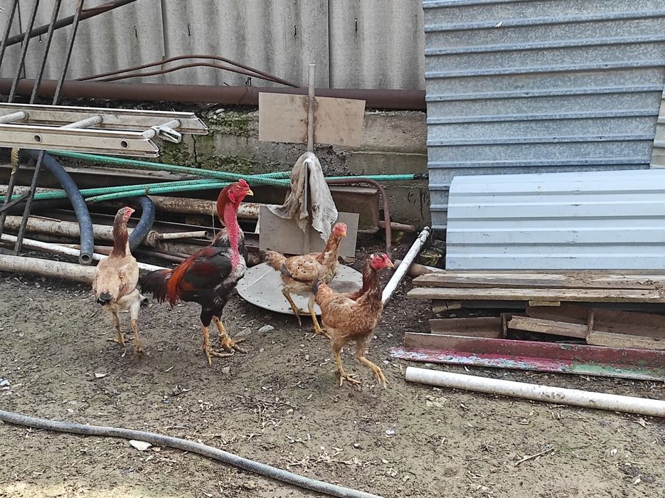 Бойцовый петух с 3 курицами