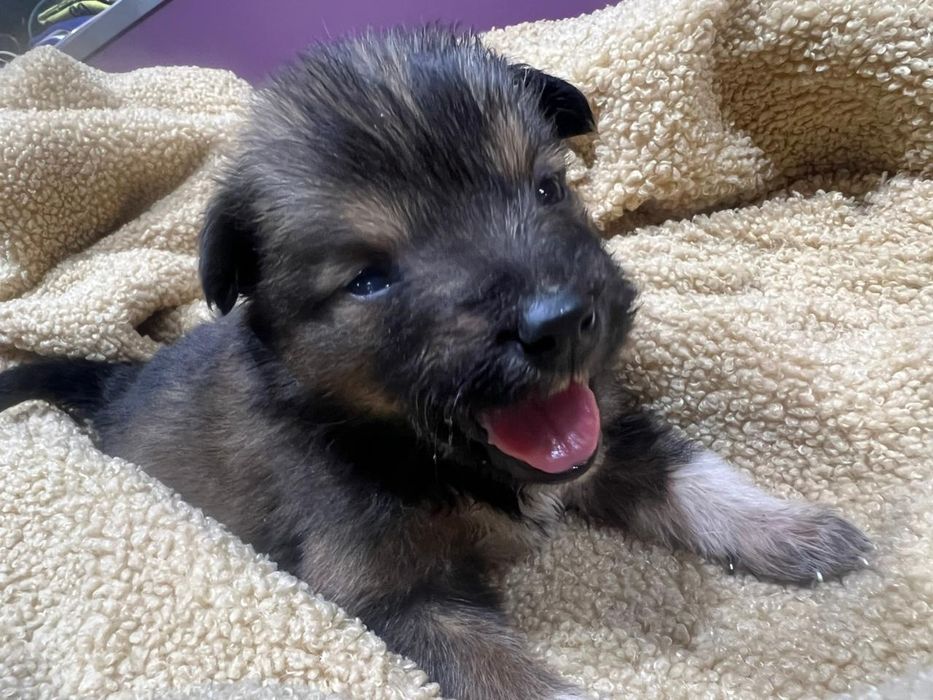 Щеночек мальчик в добрые руки!