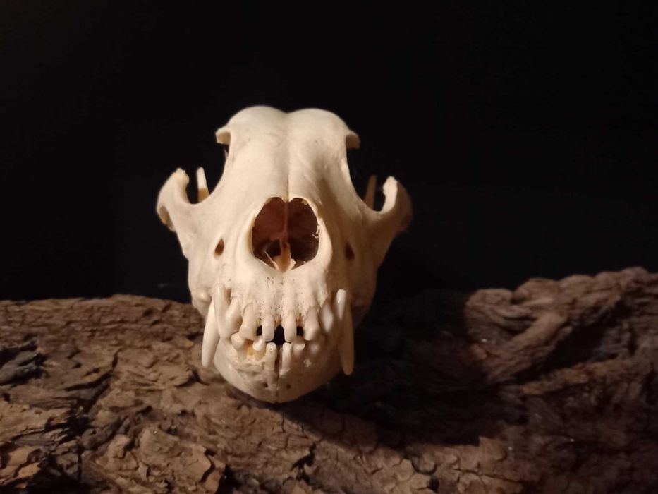 trofeu,trofee,taxidermie,craniu de animal biologie decorativa franta