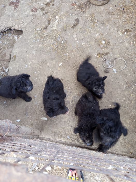De vânzare căței de întors oile