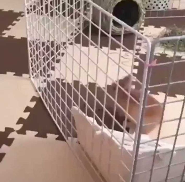 Кошарки,клетки за кучета,котета, зайчета( кошара,клетка,ограждение)