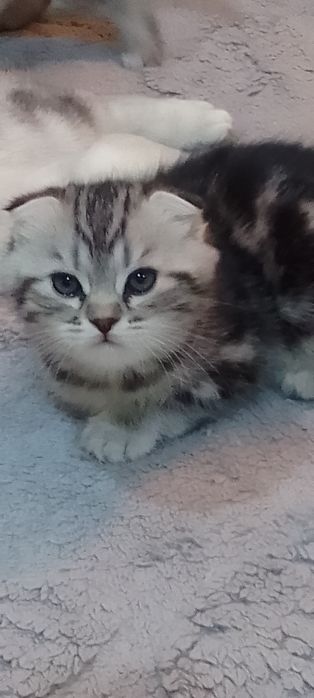 Шотландские котята продажа