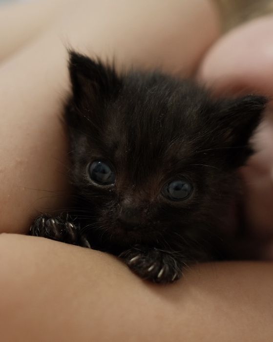 Котенок бесплатно