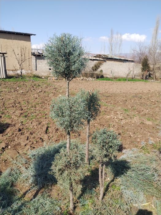 2 metrlik Galuboy keparis archalar optim sotiladi