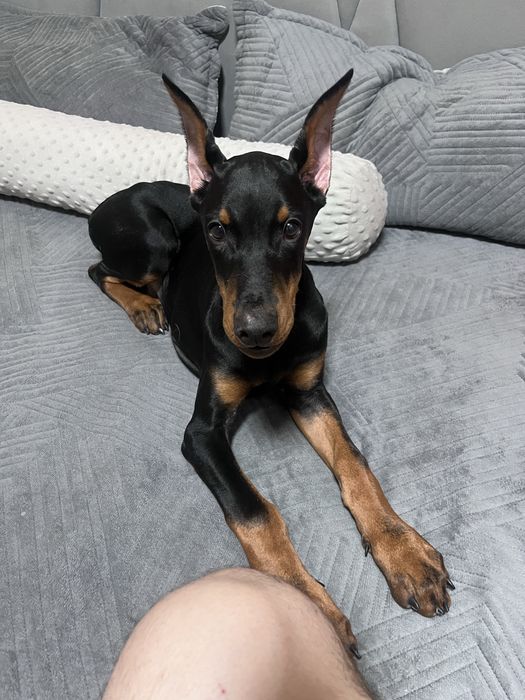 Доберман мальчик