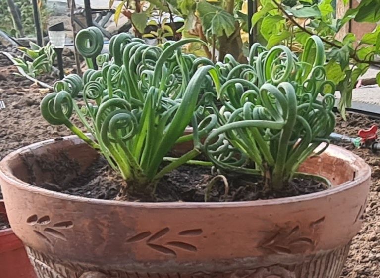 Albuca Spiralis Альбука растение домашнее, цветы комнатные