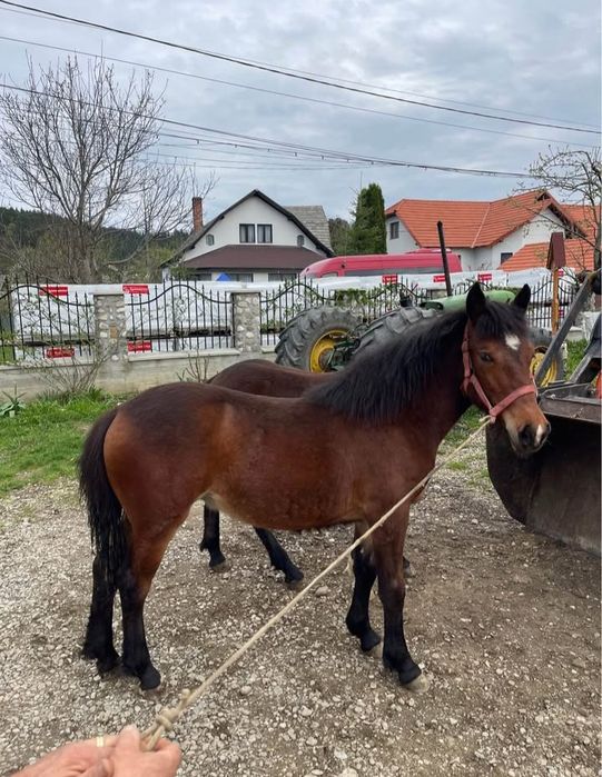 Vând o pereche de mânji