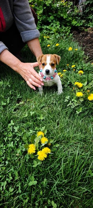 Продам щенка Джек Рассела девочка