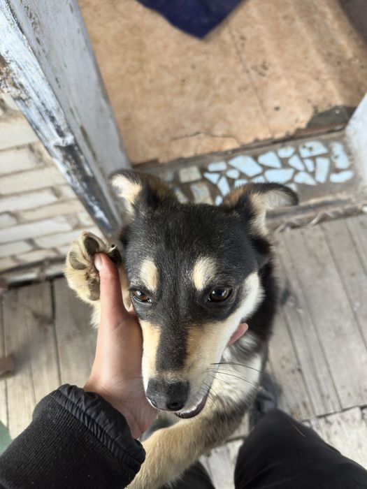 Собака девочка стерильная