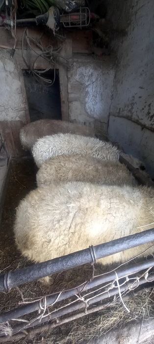 Семиз кошкар лар 4 ай бордакы