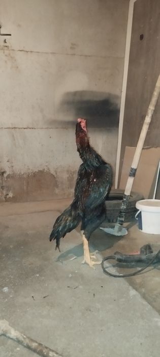 Дакан хўроз сотилади