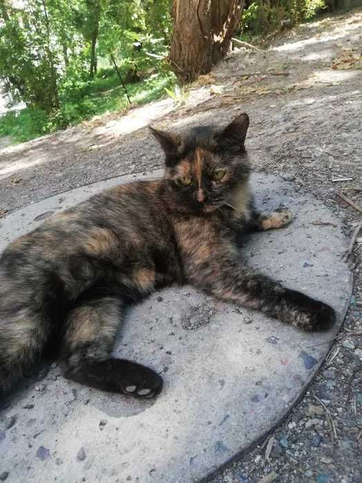 Потерялась кошка