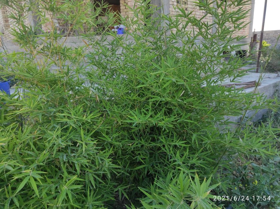 Продам саженцы бамбука