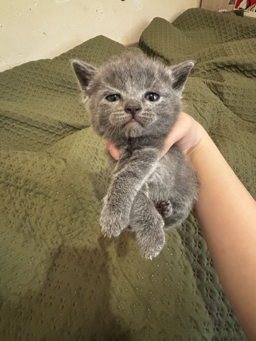 Котята бесплатно