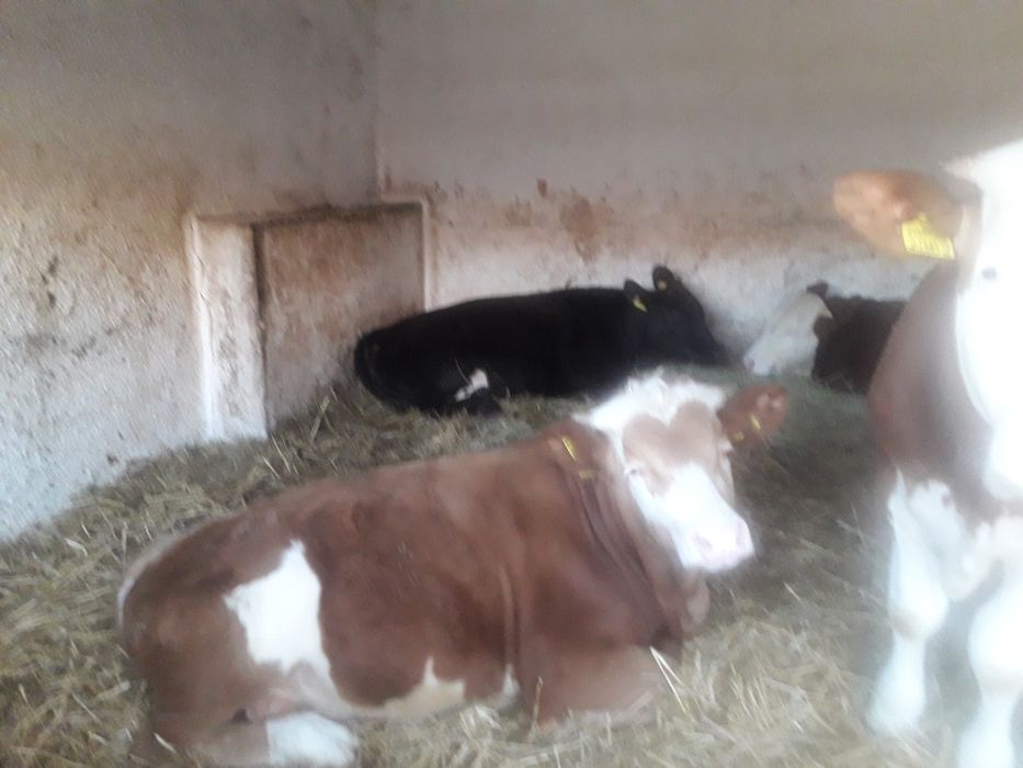 Vand viteii 30 bucati