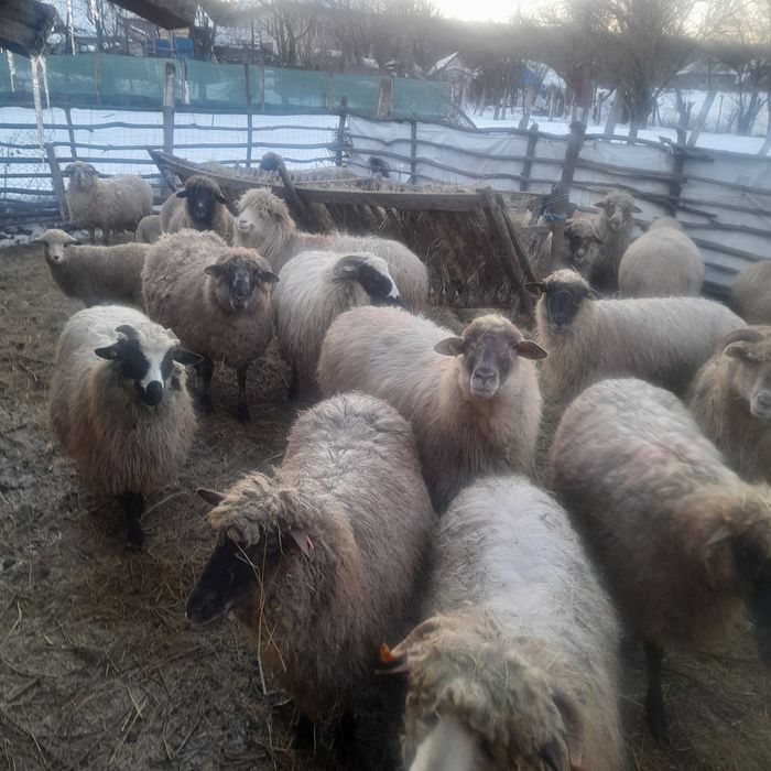 Vand 16 0i si un noatin