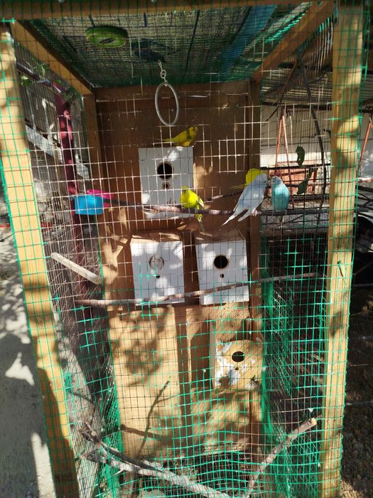 Куш сотаман пара 2 та болалари бор бирга сотаман