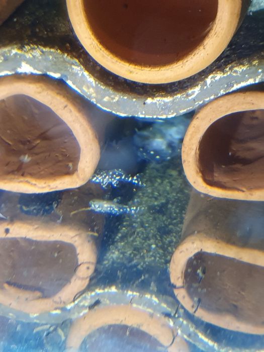 L201 Hypancistrus