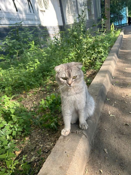 Бесплатно отдают кота