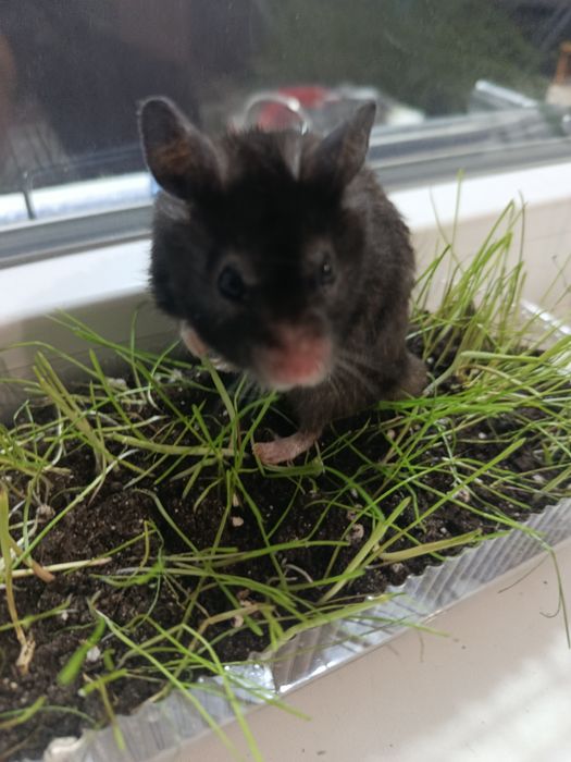 Хомяк с коттеджем