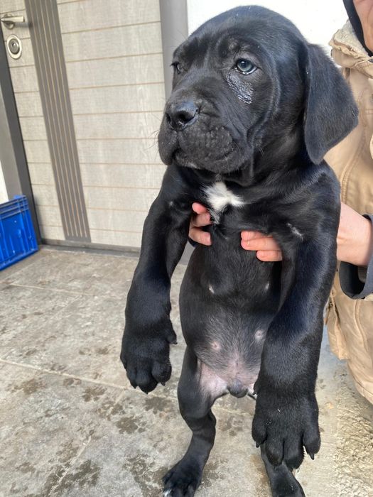 Vând pui Cane Corso mascul