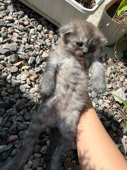Котята от шотландки