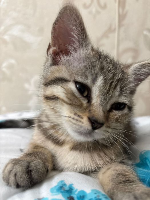 Котёнок девочка 4 месяца