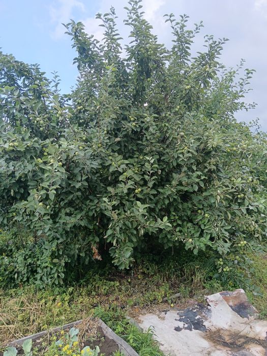 Дом сад Реченьке