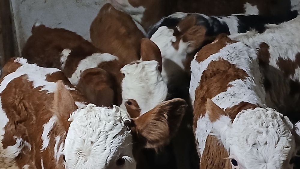 Vitei baltata românească si belgian