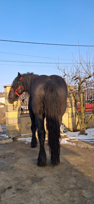 Vând  cal semi greu