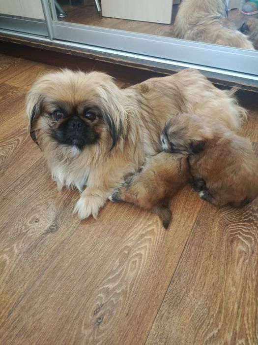 Продадим Щенков Пекинесов