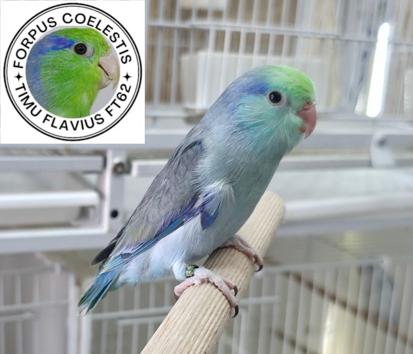 Forpus coelestis