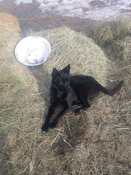 Продам овчарку европеец